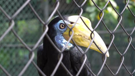A-hornbill-is-look-at-camera-and-then-turn